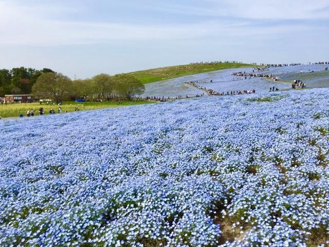 春の魅力満載の茨城県デートスポット6選 地元民にも人気のレストランも紹介 Galichu