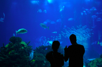品川の水族館でイルカショーを満喫 おしゃれなビル街でディナー 品川 4時間 7000 Galichu